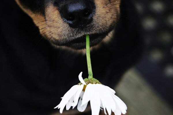 Netter Hundeauslauf. Schneeweiße Blume