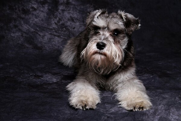 Cane Schnauzer con uno sguardo serio