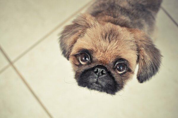 Ein kleiner Pekinese mit großen Augen sieht dich an