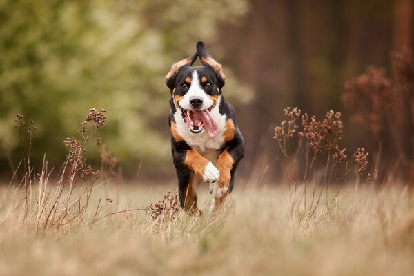 On a walk you can run well