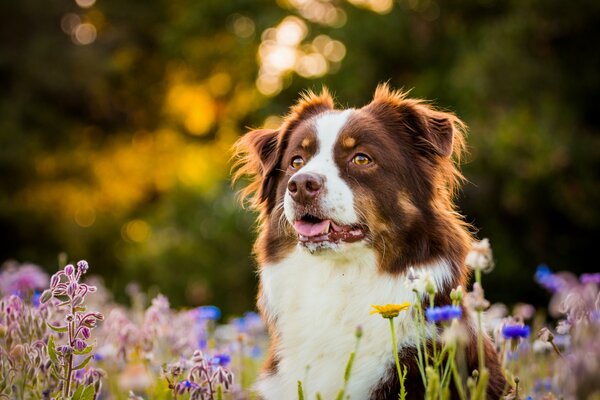 Chien australien dans une clairière fleurie