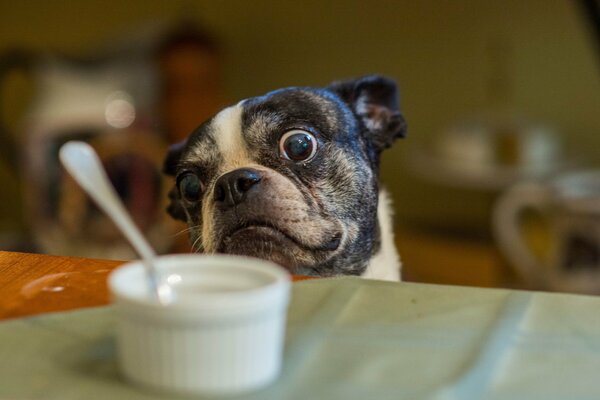 Drôle de chien aux yeux bouffis qui regarde dans la tasse sur la table