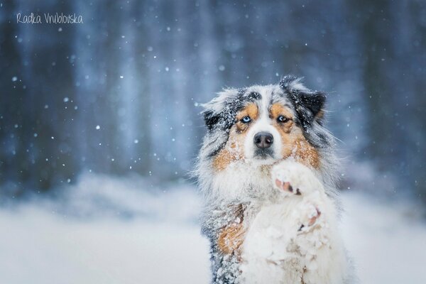 Pastor australiano en la nieve con una mirada devota