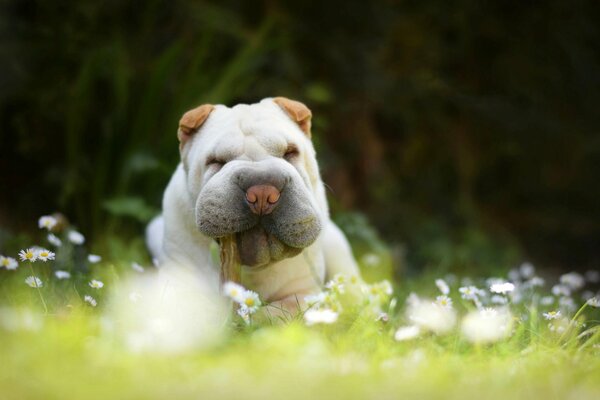 Chien dans le champ de camomille