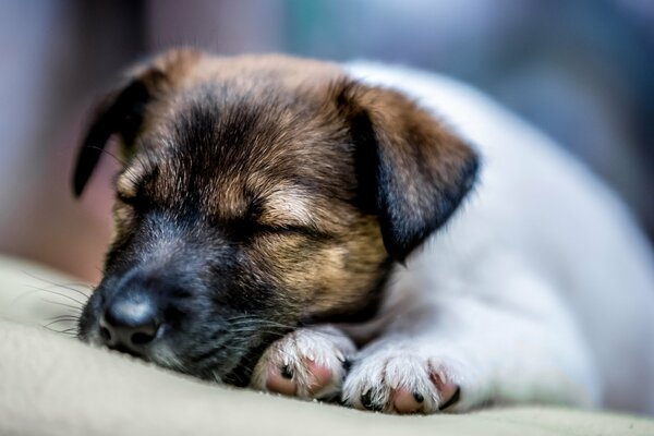 A placidly sleeping puppy