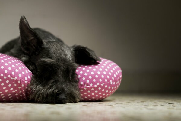 Sleeping shaggy black dog