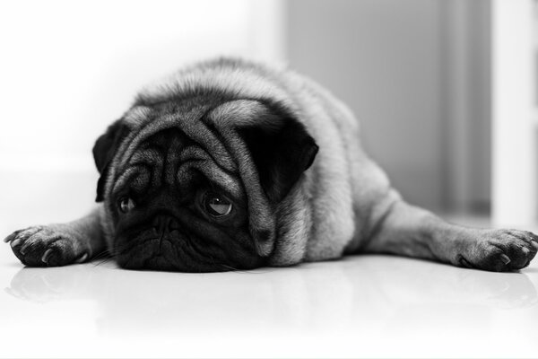 Foto en blanco y negro con un Pug acostado