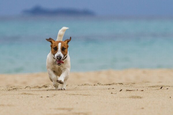 Dog runs on wet sand