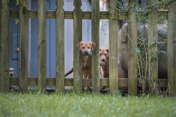 A curious pair of dogs looks over the fence