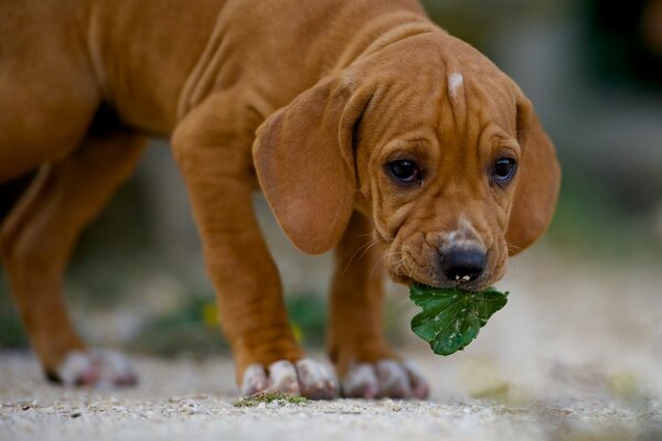 Chien avec une feuille verte