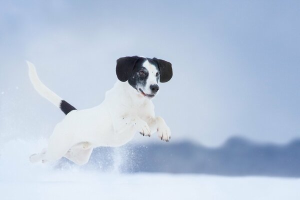 Winter dog fun. Looking ahead. Щ