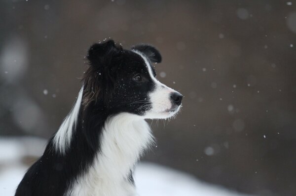 Chien noir et blanc Collie sur la neige