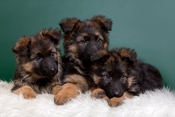 Cute kids at a photo shoot