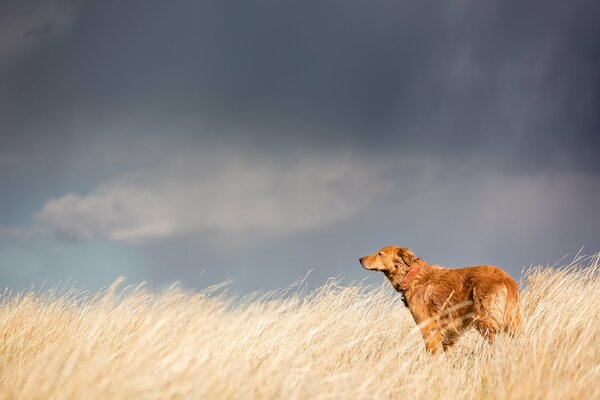 A thoughtful dog looks into the distance in a wheat field