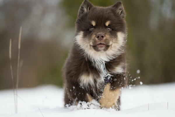 Finnish Lappish husky conquers the snow