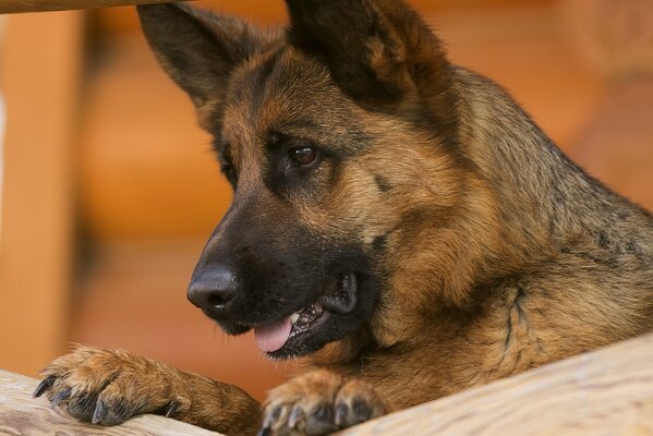 Walross eines deutschen Schäferhundes über den Zaun