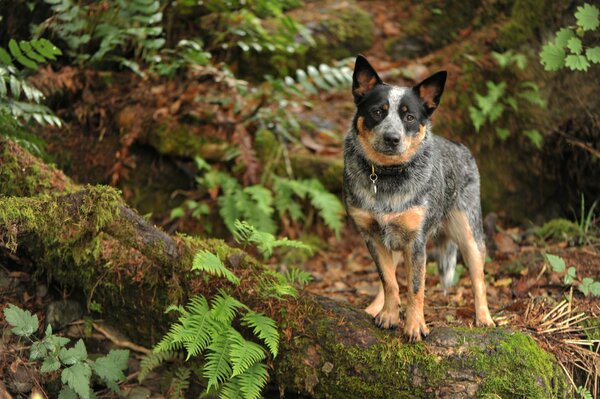 Un guardia dedicado. Perro en el bosque