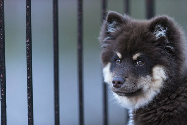 The muzzle of a Finnish Lapphund dog or a Finnish Lappish husky