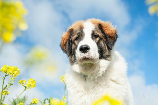 The kind gaze of a dog looking into the distance