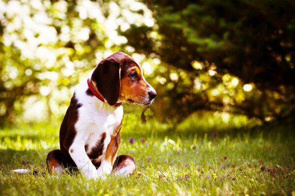 A dog looking sadly into the distance