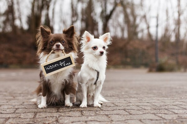 Two chuhuahuas with a sign