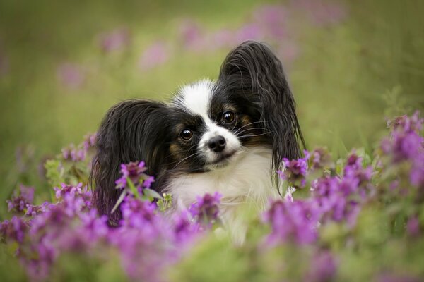 Cane piccolo nei fiori