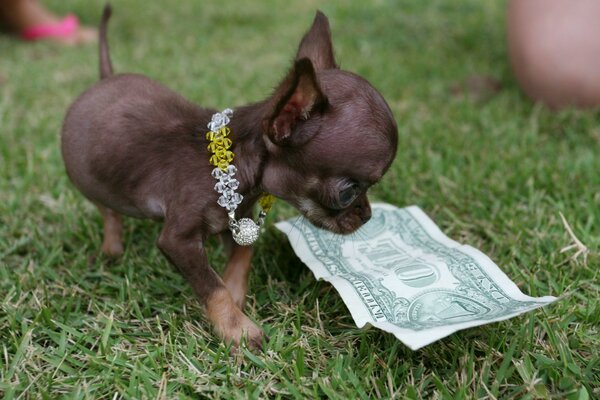 Un perro encontró un Dólar