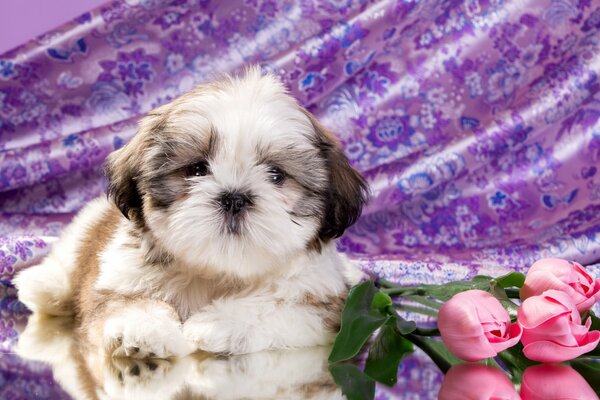 Lindo perro peludo con rosas