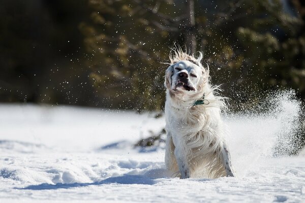 Weißer Hund auf Schnee Hintergrund