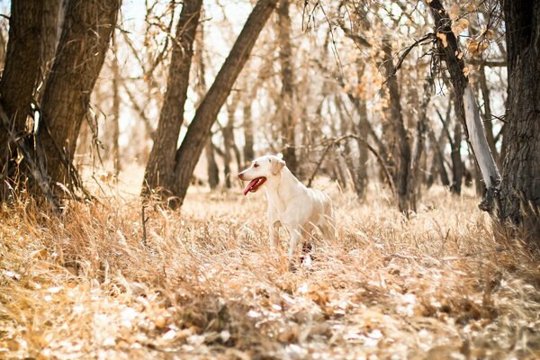 Chien joyeux sur fond de nature