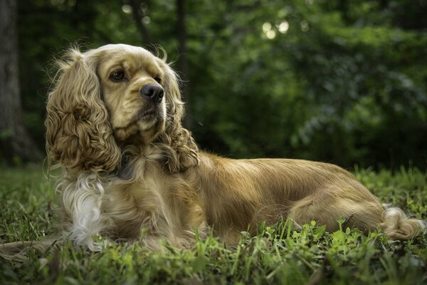 Der Cockerspaniel liegt auf der Traaya