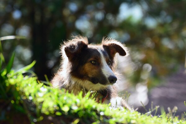 Chien avec un regard réfléchi