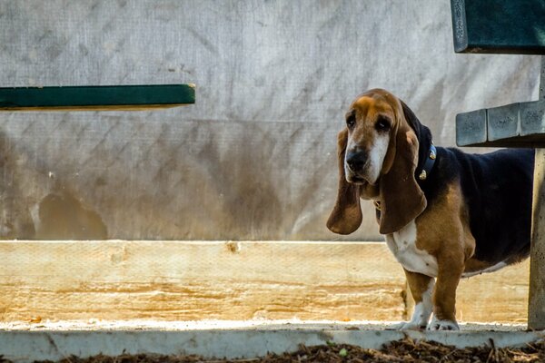 Der traurige Blick von Bassets Hund