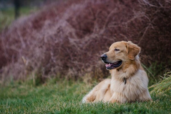 Odpoczywający na trawie Golden Retriever