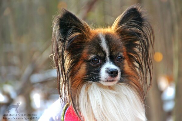 Netter Papillon-Hund im Freien