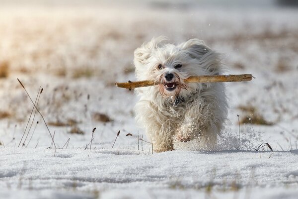 Am Wintertag läuft der Hund mit einem Stock zum Besitzer