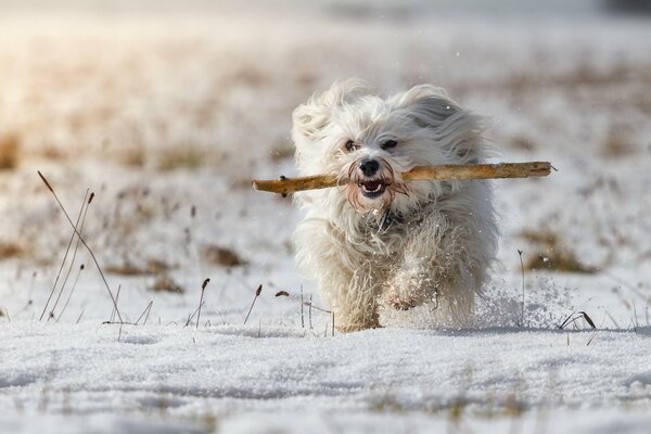 On a winter day, the dog runs to the owner with a stick