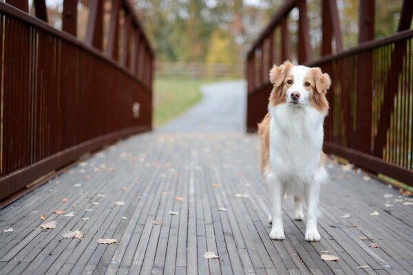 Regard amical de chien