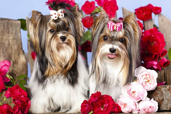 Dogs with bows among flowers