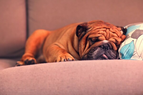 Chien sur le canapé à la maison