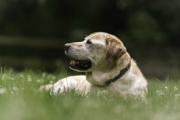 Ein Labrador ruht sich auf dem Rasen aus