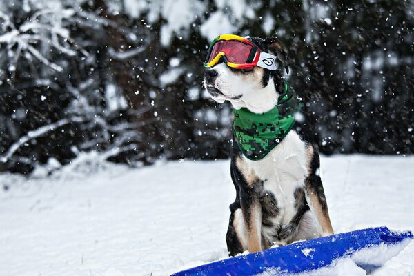 Dog with glasses on a skateboard