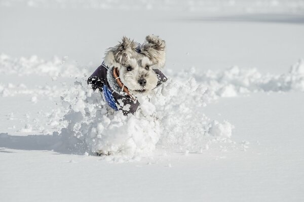 The friendly look of a dog in a snowy winter