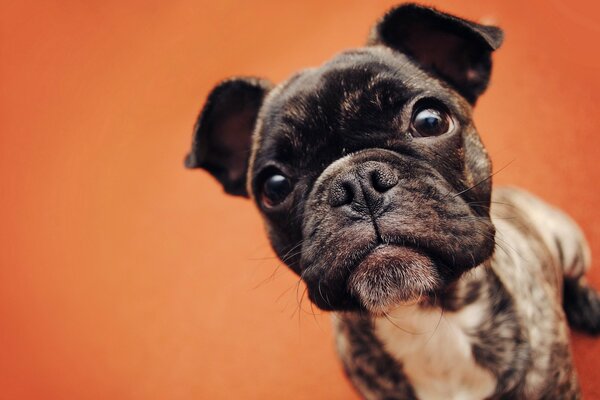 A small curious dog on an orange background