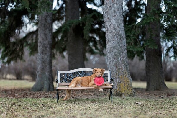 Perro tumbado en un banco del parque