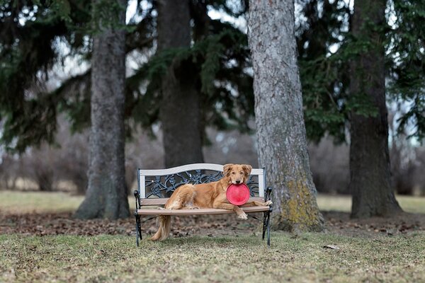Собака, лежащая на скамье в парке