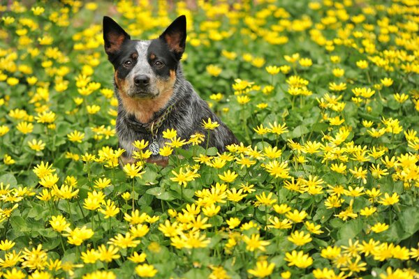 Schöner Hund sitzt im Sommer auf einer Blumenwiese