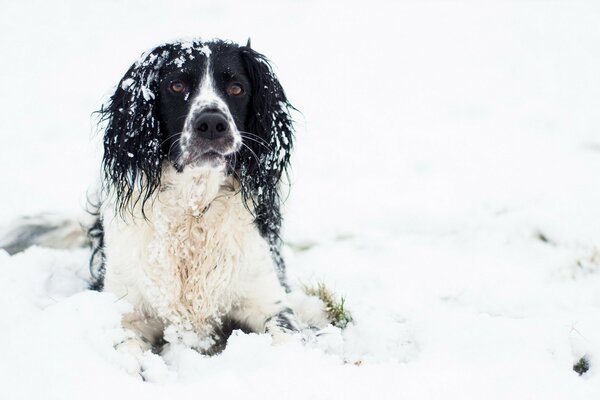 Perro yace en la nieve blanca