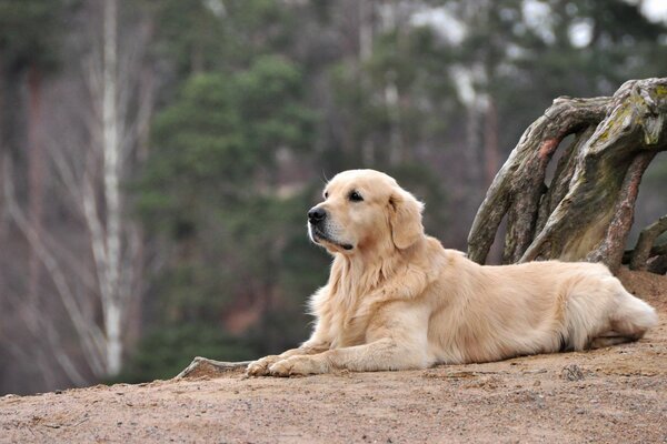 Waiting for a friend. The devoted look of a dog