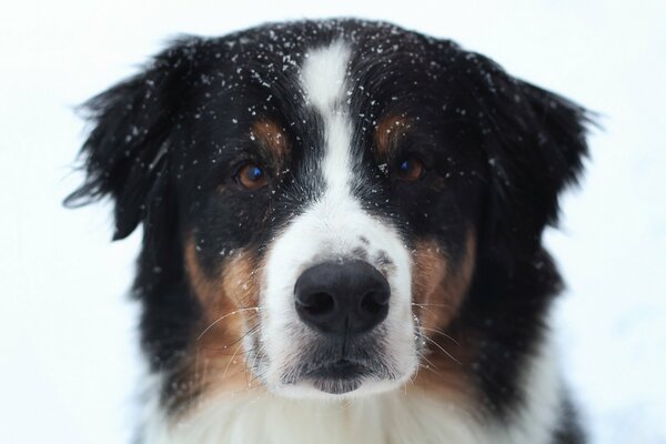 The devoted eyes of a best friend